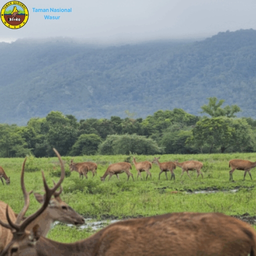 Taman Nasional Wasur